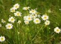 Camomile. chamomel, daisy chain, daisy wheel. an aromatic European plant of the daisy family, with white and yellow daisylike fl