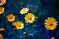 Camomile. chamomel, daisy chain, wheel. an aromatic European plant of the family, with white and yellow daisylike flowers. Royalty Free Stock Photo