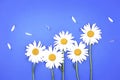 Camomile,chamomiles on blue background.Daisy flowers wallpaper.Floral banner Royalty Free Stock Photo