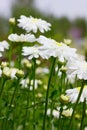 Camomile (chrysanthemum) field Royalty Free Stock Photo