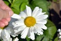 Camomile close-up. The girl tears off a petal and guesses at love. Autumn flower of love and desire. Flowering shrubs in the Royalty Free Stock Photo