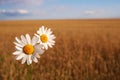 Camomile on the corn field Royalty Free Stock Photo