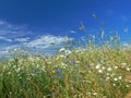 Wildflowers at the edge of the field Royalty Free Stock Photo