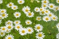 Camomile daisy field natural background texture 4 Royalty Free Stock Photo