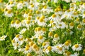 Camomile daisy field natural horizontal background texture for beauty, health Royalty Free Stock Photo