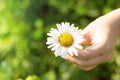 Camomile daisy flower in hand. Royalty Free Stock Photo