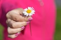 Camomile daisy flower in female hand. Royalty Free Stock Photo