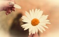 Camomile or daisy flower in female hand. Fortune telling on a camomile Royalty Free Stock Photo