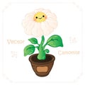 Camomile, daisy flower vector. Camomile, cute cartoon daisy flower vector illustration for nursery, child book, game
