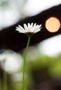 Camomile or daisy flower, view from the ground. Selective focus, close up, blurred image Royalty Free Stock Photo