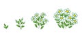 Chamomile flowers plants growth stages. Camomile development. Daisy animation progression period. Flower shop. Vector Royalty Free Stock Photo