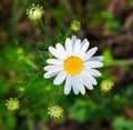 Camomile daisy flowers. Summer Daisies Royalty Free Stock Photo