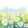 Camomile daisy watercolor background, invitation, greeting card with field flowers and field daisies. Hand drawn floral Royalty Free Stock Photo