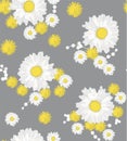 Camomile and dandelion seamless pattern on grey background. Royalty Free Stock Photo