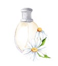 Camomile essential oil in a bottle for cosmetics,relaxing,massage. Watercolor Flower aroma oil