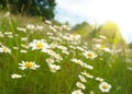 Camomile field Royalty Free Stock Photo