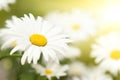 Camomile field Royalty Free Stock Photo