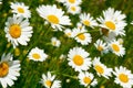 Camomile field Royalty Free Stock Photo