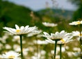 Camomile field Royalty Free Stock Photo