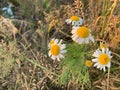 Camomile in the field, blooming white wild camomile flowers, wild nature, meadow, flowers in the field Royalty Free Stock Photo