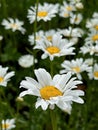 camomile field. daisy flowers sway in the wind Royalty Free Stock Photo