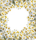 Camomile floral frame Royalty Free Stock Photo