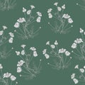 Wild camomile floral hand drawn pattern on greyish green background