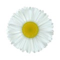 Camomile flower