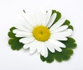 Camomile flower