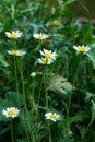 Camomile flower background. Fresh flowers of daisies in the garden. Bloom. Blooming field. Royalty Free Stock Photo