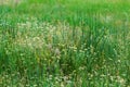 Camomile flower background. Fresh flowers of daisies in the garden. Bloom. Blooming field Royalty Free Stock Photo