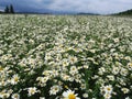 Camomile flower