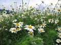 Camomile flower_2