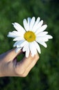 Camomile flower in hands Royalty Free Stock Photo