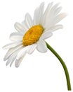 Camomile Flower Isolated