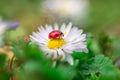 Camomile flower with ladybug Royalty Free Stock Photo