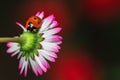 Camomile flower with ladybug Royalty Free Stock Photo