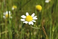 Camomile. Camomile flower in nature. Spring camomile flower. Chamomile tea