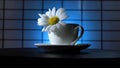A camomile flower with water drops in a teacup rotates on a blue background. Narrow zone of sharpness. Hitchcock effect.