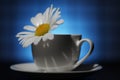 A camomile flower with water drops in a teacup rotates on a blue background Royalty Free Stock Photo