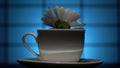 A camomile flower with water drops in a teacup rotates on a background. Narrow zone of sharpness.