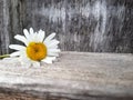 Camomile flower on the wooden background, close up view, selective focus