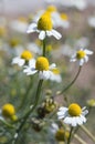 Camomile flowers Royalty Free Stock Photo