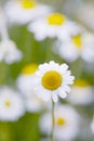 Camomile flowers. Royalty Free Stock Photo