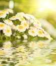 Camomile flowers