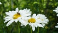 Camomile flowers and bee incect Royalty Free Stock Photo