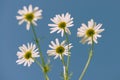 Camomile flowers on blue sky background Royalty Free Stock Photo