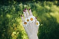 Camomile flowers are in the fingers. Woman is holding hand with bright nails and grass on background. Nature harmony and beauty Royalty Free Stock Photo