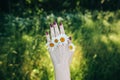 Camomile flowers are in the fingers. Woman is holding hand with bright nails and grass on background. Nature harmony and beauty Royalty Free Stock Photo