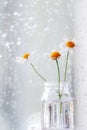 Camomile flowers in a glass vase in front of a rain covered window Royalty Free Stock Photo